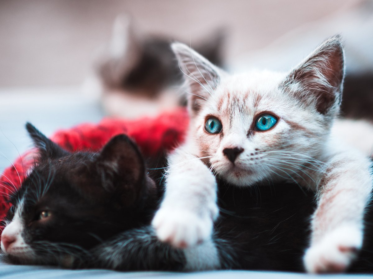 I gatti rappresentano l’esempio dei migliori amici