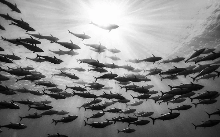 Italia: quote del tonno rosso in forte aumento