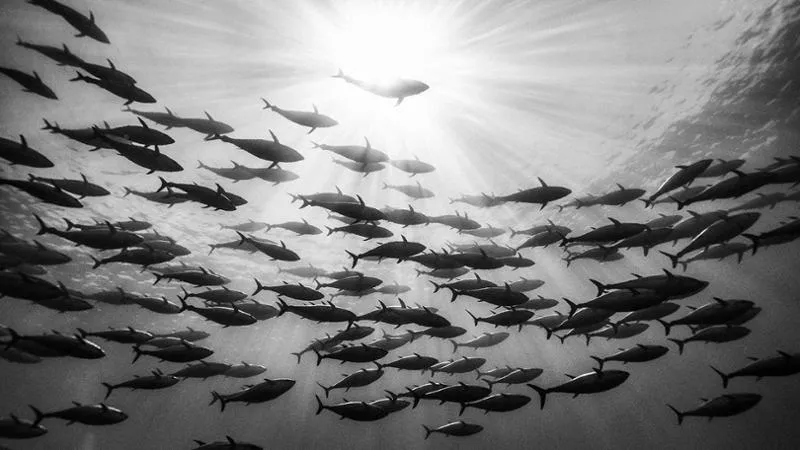 Italia: quote del tonno rosso in forte aumento